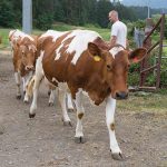 Guernsey herd A2 yoghurt gives Canadian farm a viable business