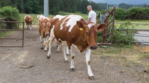 Guernsey herd A2 yoghurt gives Canadian farm a viable business