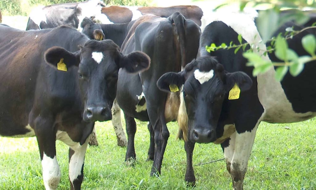 How rising temperatures can affect cows and dairy farms