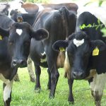 How rising temperatures can affect cows and dairy farms