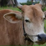 Indonesia says cattle that arrived from Australia have lumpy skin disease. So what is it and why does it matter