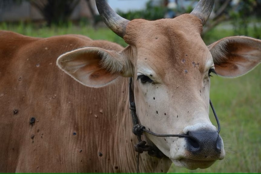 Indonesia says cattle that arrived from Australia have lumpy skin disease. So what is it and why does it matter