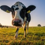 Ireland Considers Cutting Dairy Cow Population by 200,000 to Fight Climate Change