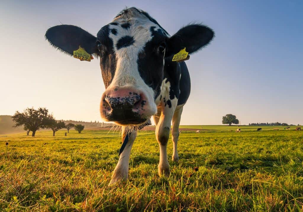 Ireland Considers Cutting Dairy Cow Population by 200,000 to Fight Climate Change