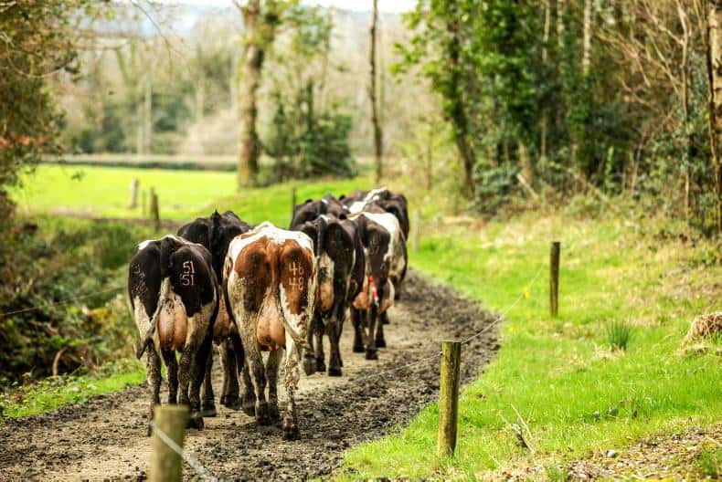 Ireland’s milk price cuts among most severe in EU