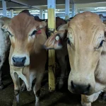 Live export industry headed back to court over 'insulting' Commonwealth class action compensation offer