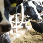 Low cheese prices keep Class III milk price low