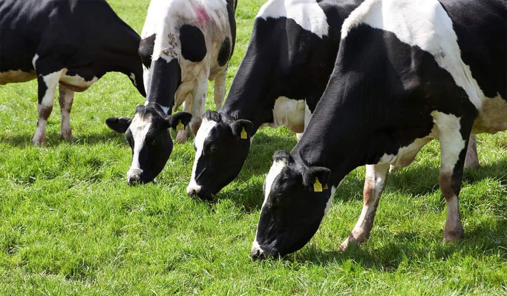 Milk Price War Threatens Irish Dairy Farmers Survival