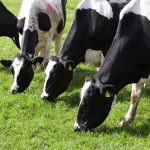 Milk Price War Threatens Irish Dairy Farmers Survival