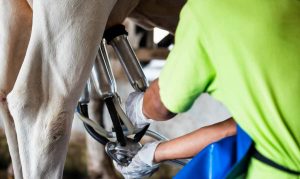 Milk Production Up Slightly