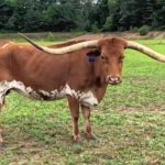 Murdock Farm seeks public’s help in theft of cow skull