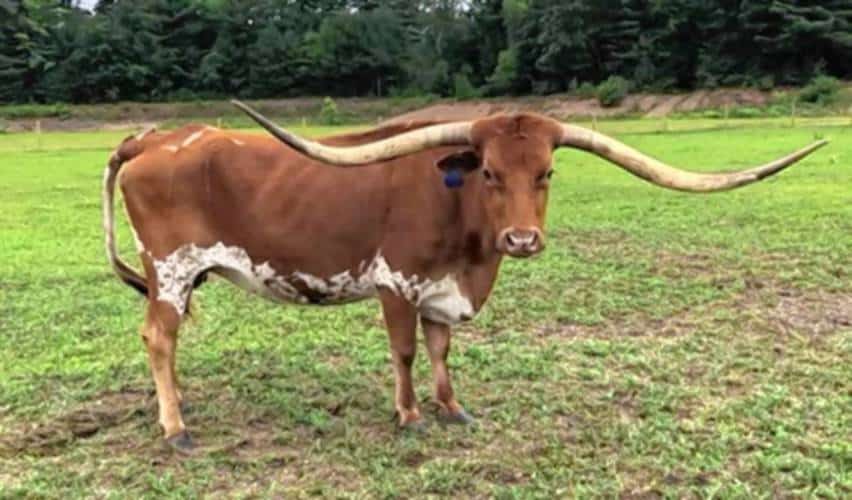 Murdock Farm seeks public’s help in theft of cow skull