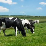 The NFU wants to assess what impact significant reductions in farm-gate prices is having on dairy farmers' business plans