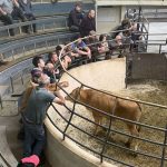 Nitrates rules changing cattle trade trends at Kilcullen Mart