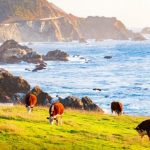 Pacific Coast Coalition initiative awards over $4m to West Coast dairy businesses