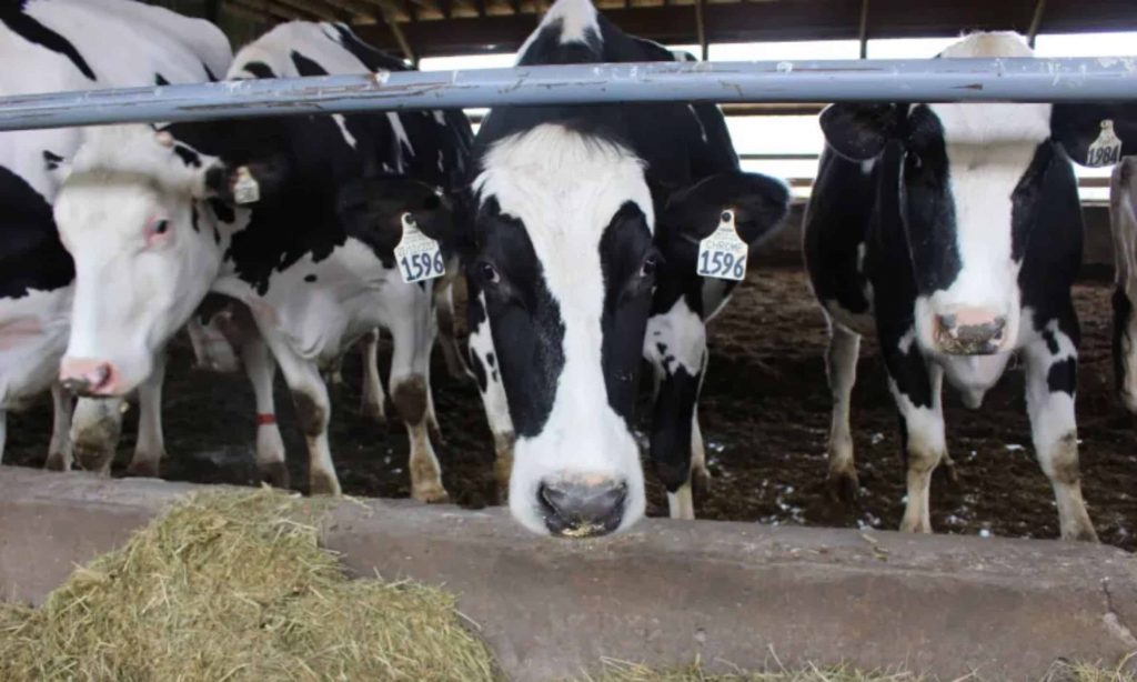 Penn State study aims to help Pa. dairy farmers cut methane