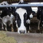 Penn State study aims to help Pa. dairy farmers cut methane