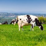 Positive trends for dairy farms despite extreme volatility, report says