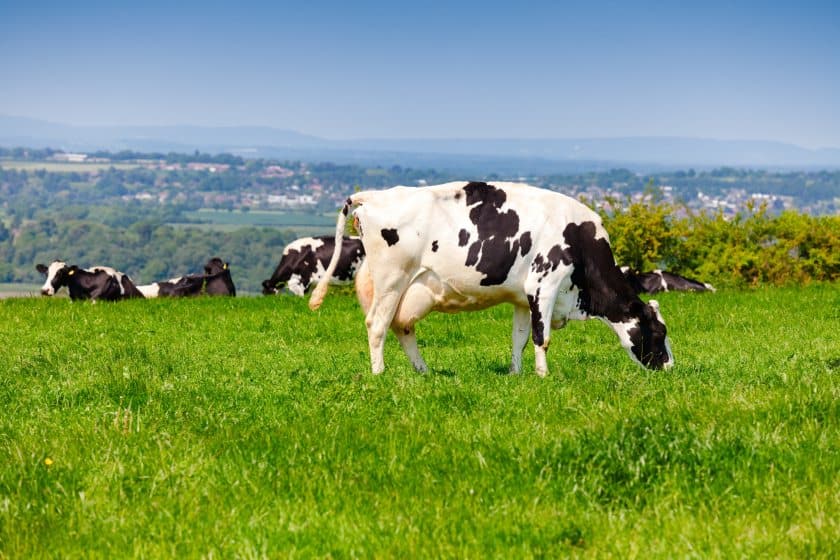 Positive trends for dairy farms despite extreme volatility, report says