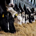 Precision agriculture in dairy herds