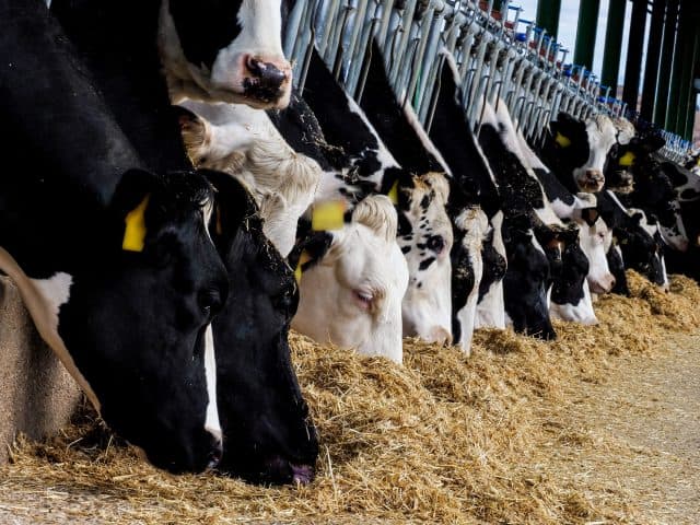 Precision agriculture in dairy herds