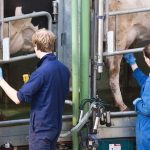 Processors hold milk prices into August and September