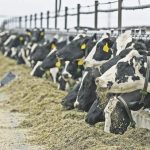 Holstein cows feed at a dairy in Idaho.