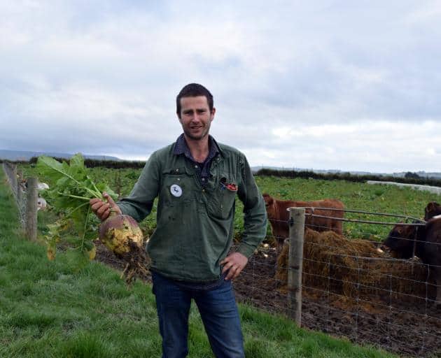 Farmer Matt McLaren holds a swede from his winter crop on the block his family leases in Mimihau.