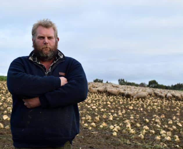 Sheep and beef farmer Ben Dooley winters his sheep on swedes in Mimihau.