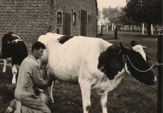 Bernard Volleman milks a cow on his dairy farm in Holland. His son Frank took over the family farm and eventually moved it to Texas in 1993. The Vollemans recently began selling their milk in glass bottles through various businesses in the East Texas area.Courtesy