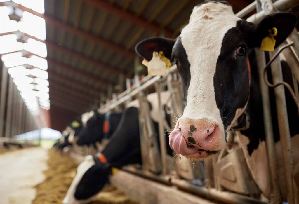 herd of cows eating hay in cowshed on dairy farm