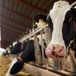 herd of cows eating hay in cowshed on dairy farm