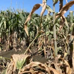 Vermont farmers are urged to document crop losses from flooding