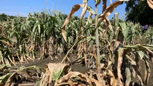 Vermont farmers are urged to document crop losses from flooding