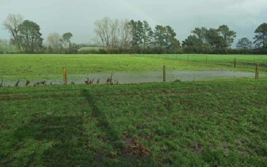 Waikato dairy farmers face feed shortage due to wet weather