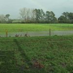 Waikato dairy farmers face feed shortage due to wet weather