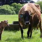 SealesWinslow nutrition and quality manager Paul Drew urges farmers to watch for during calving as it can lead to potentially fatal diseases.