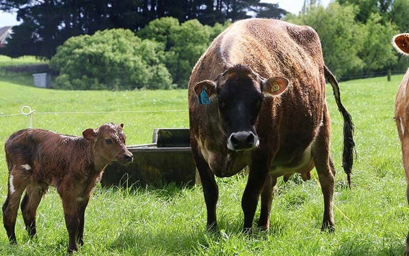 SealesWinslow nutrition and quality manager Paul Drew urges farmers to watch for during calving as it can lead to potentially fatal diseases.