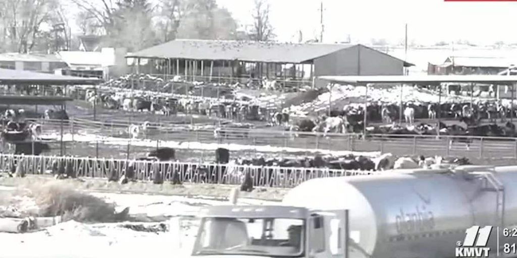 low dairy prices cause problems for farmers