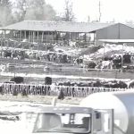 low dairy prices cause problems for farmers