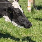 A challenging summer for dairy farmers