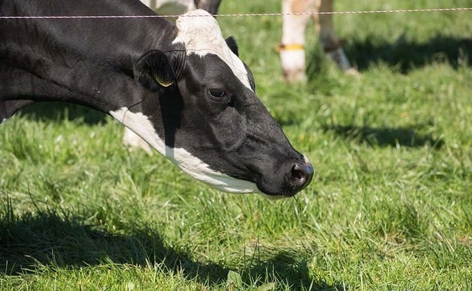 A challenging summer for dairy farmers