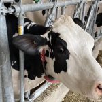 A.I. helps dairy producers manage cow health and productivity