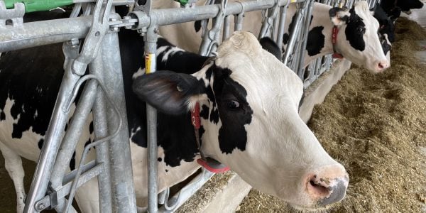 A.I. helps dairy producers manage cow health and productivity