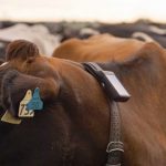 Australia's first 'virtual fence' for dairy farms launches in Tasmania, but it's banned in some states