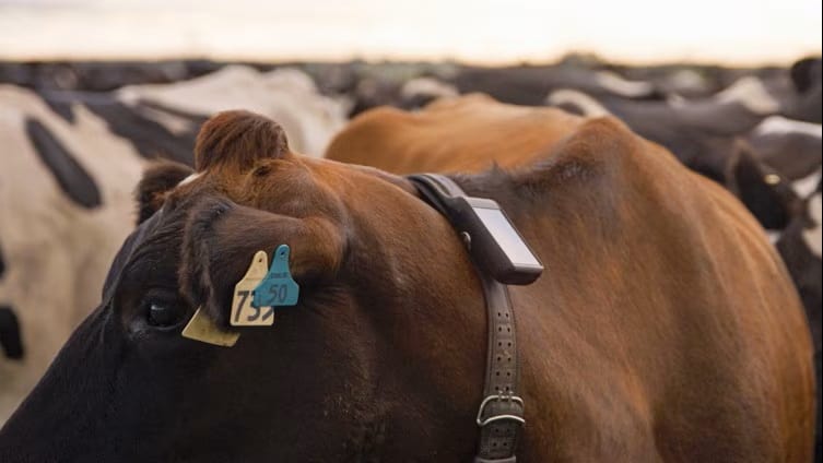 Australia's first 'virtual fence' for dairy farms launches in Tasmania, but it's banned in some states