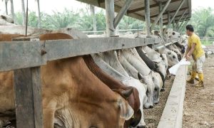 Brazil buys milk powder to support dairy farmers against imports