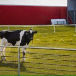 Canadian dairy cows among first in world bred to belch less methane