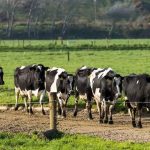 Cork dairy farmers lose almost half a billion euro as milk prices plummet