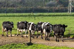 Cork dairy farmers lose almost half a billion euro as milk prices plummet